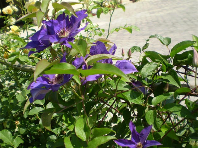 clematis